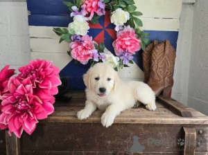 Zdjęcie №2 do zapowiedźy № 126882 na sprzedaż  golden retriever - wkupić się Portugalia 