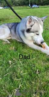 Zdjęcie №4. Sprzedam husky syberyjski w Andorra La Vella.  - cena - 1622zł