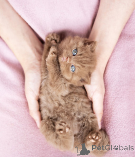 Zdjęcie №2 do zapowiedźy № 137793 na sprzedaż  kot brytyjski krótkowłosy - wkupić się USA prywatne ogłoszenie