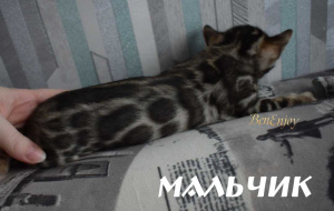 Zdjęcie №2 do zapowiedźy № 5614 na sprzedaż  kot bengalski - wkupić się Federacja Rosyjska od żłobka