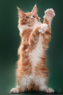 Zdjęcie №3. Duży czerwony kotek rasy Maine Coon. Federacja Rosyjska