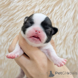 Zdjęcie №1. chihuahua (rasa psów) - na sprzedaż w Helsinki | 2392zł | Zapowiedź №163644