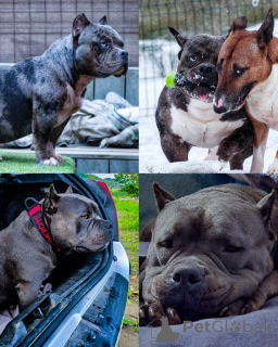 Zdjęcie №2 do zapowiedźy № 135811 na sprzedaż  american bully - wkupić się Słowenia hodowca