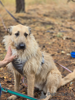 Zdjęcie №3. Szukam domu. Federacja Rosyjska