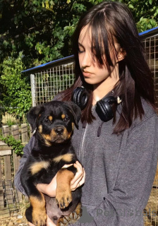 Zdjęcie №3. Rottweiler piękne szczenięta. Serbia
