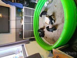 Dodatkowe zdjęcia: Потрясающий помет крупных черно-подпалых щенков доберманов
