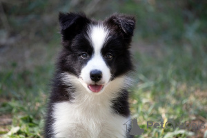 Zdjęcie №3. Szczenięta Border Collie Border Collie. Serbia
