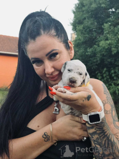Zdjęcie №3. Dalmatyjski Puppy FCI Rodowód. Węgry