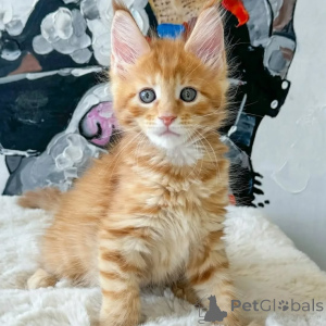 Zdjęcie №2 do zapowiedźy № 167926 na sprzedaż  maine coon - wkupić się Węgry prywatne ogłoszenie, hodowca
