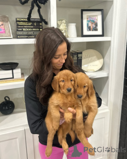 Zdjęcie №4. Sprzedam golden retriever w Budapest. prywatne ogłoszenie, hodowca - cena - negocjowane