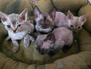 Zdjęcie №1. devon rex - na sprzedaż w Fulda | 1674zł | Zapowiedź № 169546