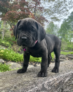 Zdjęcie №4. Sprzedam cane corso w Alavus. prywatne ogłoszenie - cena - 3109zł