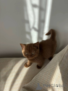 Zdjęcie №3. Najwyższej jakości kocięta brytyjskie krótkowłose już dostępne. Niemcy