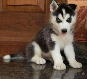 Zdjęcie №2 do zapowiedźy № 161133 na sprzedaż   - wkupić się Grecja 