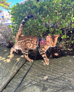 Zdjęcie №2 do zapowiedźy № 152736 na sprzedaż  kot bengalski - wkupić się Szwajcaria prywatne ogłoszenie