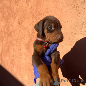 Zdjęcie №1. doberman - na sprzedaż w Wilno | 5979zł | Zapowiedź №175427