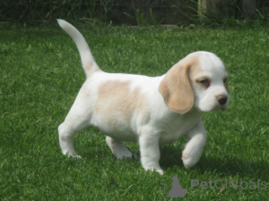 Zdjęcie №1. beagle (rasa psa) - na sprzedaż w Fréjus | negocjowane | Zapowiedź №168301