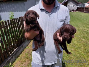 Dodatkowe zdjęcia: Labrador Retriever, miot czekoladowo-brązowy