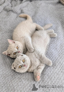 Zdjęcie №1. scottish fold - na sprzedaż w Hambrücken | 1674zł | Zapowiedź № 154974