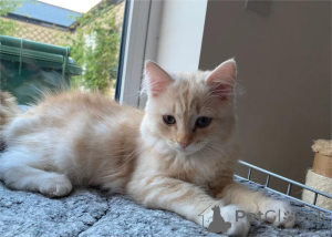 Zdjęcie №1.  - na sprzedaż w Bayerbach | 1674zł | Zapowiedź № 153163