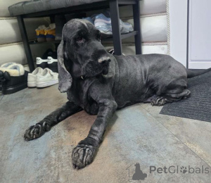 Zdjęcie №2 do zapowiedźy № 160705 na sprzedaż  cocker spaniel angielski - wkupić się Federacja Rosyjska prywatne ogłoszenie