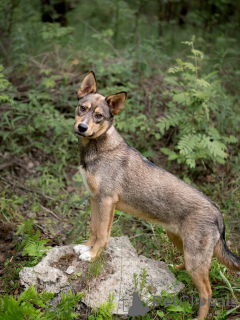 Zdjęcie №4. Sprzedam pies nierasowy w Rzeka Moskwa. prywatne ogłoszenie - cena - Bezpłatny