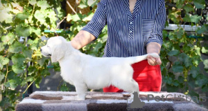 Zdjęcie №2 do zapowiedźy № 134951 na sprzedaż  golden retriever - wkupić się Niemcy ze schronu