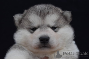 Zdjęcie №4. Sprzedam alaskan malamute w Šid.  - cena - negocjowane