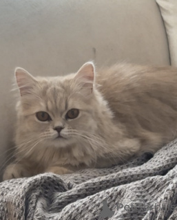 Zdjęcie №1. perskie - na sprzedaż w Tbilisi | 1271zł | Zapowiedź № 142284