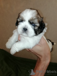 Zdjęcie №1. lhasa apso, shih tzu - na sprzedaż w Ryga | 2511zł | Zapowiedź №113606