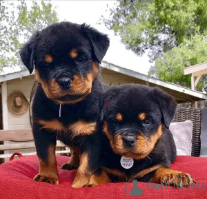 Zdjęcie №1. rottweiler - na sprzedaż w Mińsk | negocjowane | Zapowiedź №175649