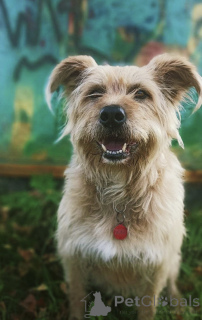 Zdjęcie №3. Cudowna Lisa jest w dobrych rękach.. Federacja Rosyjska