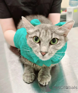 Zdjęcie №4. Sprzedam  w Rzeka Moskwa. prywatne ogłoszenie - cena - Bezpłatny