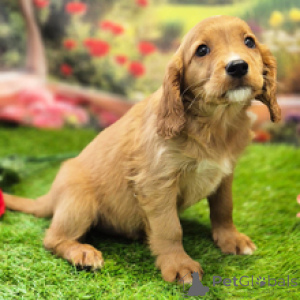 Zdjęcie №1. cavalier king charles spaniel - na sprzedaż w Sydnej | 2780zł | Zapowiedź №168601