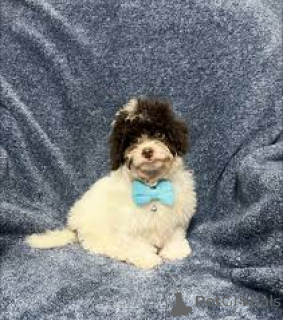 Zdjęcie №3. Adorables Chiots Cavapoo à vendre. Francja