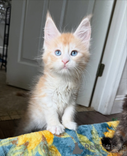 Zdjęcie №4. Sprzedam maine coon w Ath. prywatne ogłoszenie - cena - 3244zł