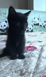 Zdjęcie №2 do zapowiedźy № 164259 na sprzedaż  bombay cat - wkupić się Belgia prywatne ogłoszenie, hodowca