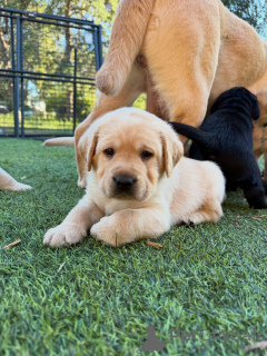 Zdjęcie №1. labrador retriever - na sprzedaż w WILTZ | negocjowane | Zapowiedź №178816