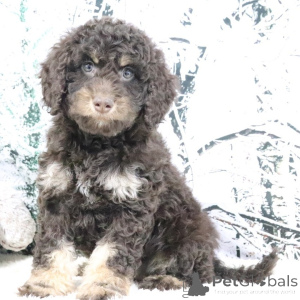 Zdjęcie №1. golden retriever - na sprzedaż w Miasto Londynu | negocjowane | Zapowiedź №160903