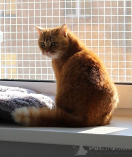 Zdjęcie №2 do zapowiedźy № 135433 na sprzedaż   - wkupić się Federacja Rosyjska 