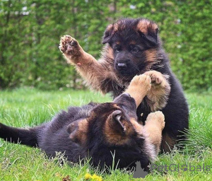 Zdjęcie №1.  - na sprzedaż w Hervanta | negocjowane | Zapowiedź №162116