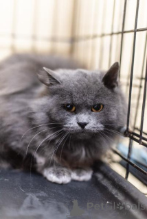 Zdjęcie №2 do zapowiedźy № 159244 na sprzedaż   - wkupić się Federacja Rosyjska ze schronu