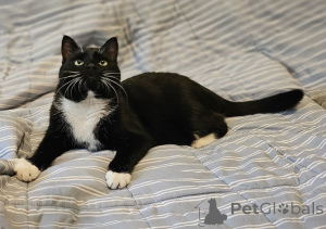 Zdjęcie №4. Sprzedam  w Mińsk. prywatne ogłoszenie - cena - Bezpłatny