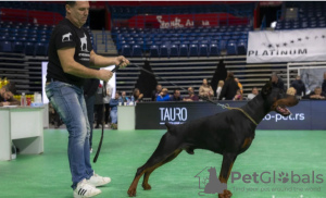 Dodatkowe zdjęcia: Szczenięta DOBERMAN najwyższej jakości