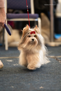 Zdjęcie №4. Krycia yorkshire terrier biewer w Federacja Rosyjska. Zapowiedź № 135415