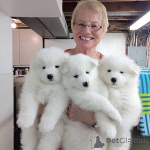 Zdjęcie №3. Szczenięta Samoyeda.. Szwecja