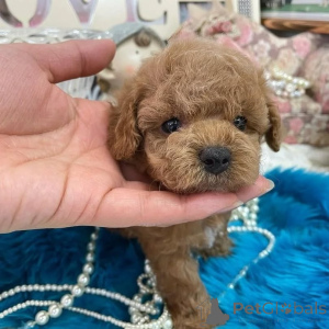 Zdjęcie №1. pudel (zabawka) - na sprzedaż w Helsinki | 4784zł | Zapowiedź №163133