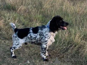 Zdjęcie №1. russian spaniel - na sprzedaż w Symferopol | negocjowane | Zapowiedź №146006