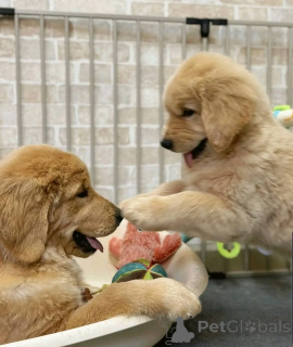 Zdjęcie №2 do zapowiedźy № 137948 na sprzedaż  golden retriever - wkupić się Niemcy hodowca