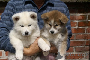 Zdjęcie №1. akita (rasa psa) - na sprzedaż w Überlingen | 2153zł | Zapowiedź №169405